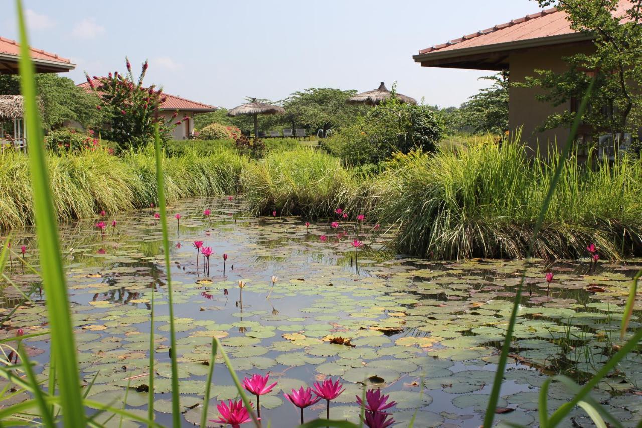 Hibiscus Garden Hotel Tissamaharama Exteriér fotografie
